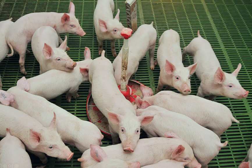 養(yǎng)豬場廢水處理方法|方案|工藝流程 養(yǎng)豬場廢水處理方法|方案|工藝流程