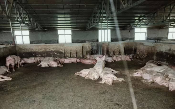 養(yǎng)豬場廢水處理設(shè)備有哪些(養(yǎng)豬場污水處理廠家分享) 養(yǎng)豬場廢水處理設(shè)備有哪些(養(yǎng)豬場污水處理廠家分享)